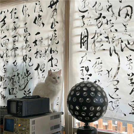 小鹦鹉