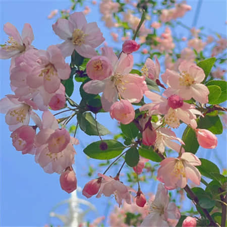 小钻